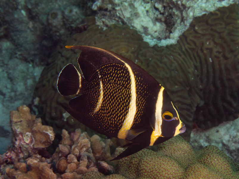 French Angelfish