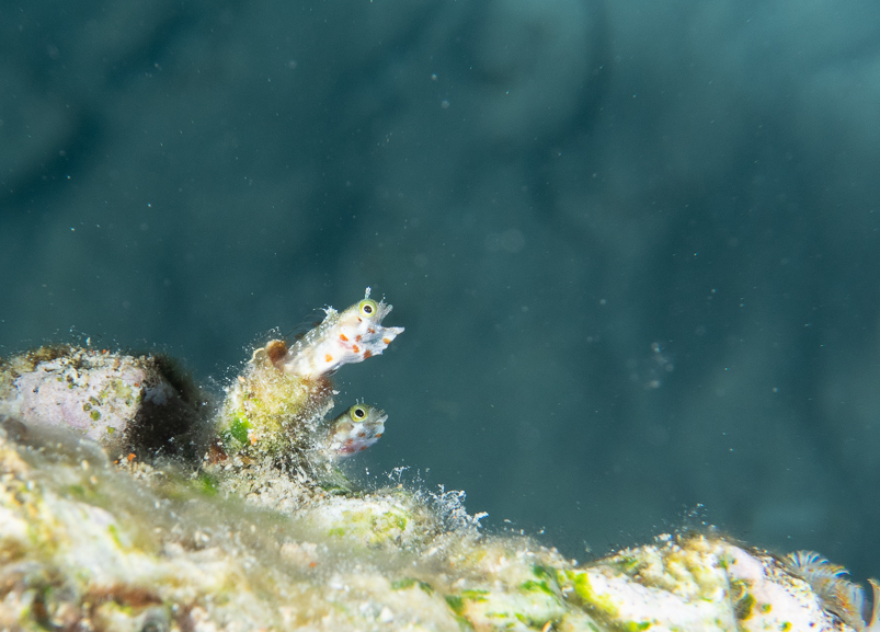 Female Spinyhead Blenny