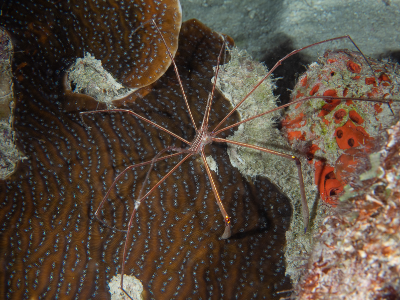 Yellowline Arrow Crab