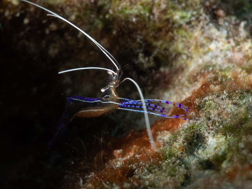 Pederson Cleaner Shrimp