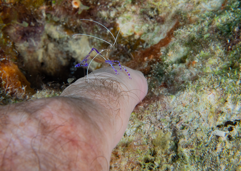 Pederson Cleaner Shrimp