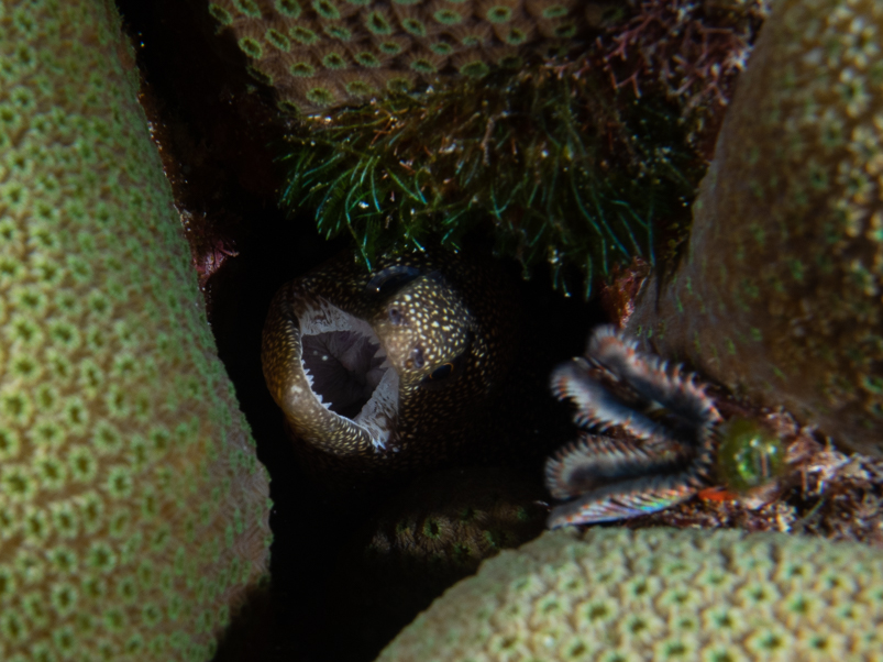 Goldentail Moray