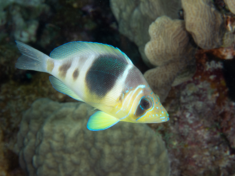 Barred Hamlet