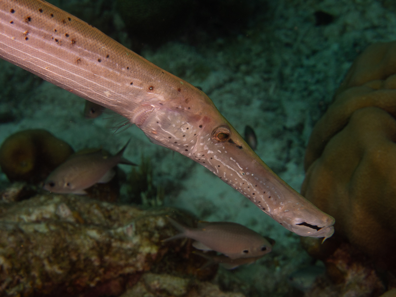 Trumpetfish