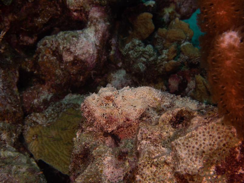 Spotted Scorpionfish