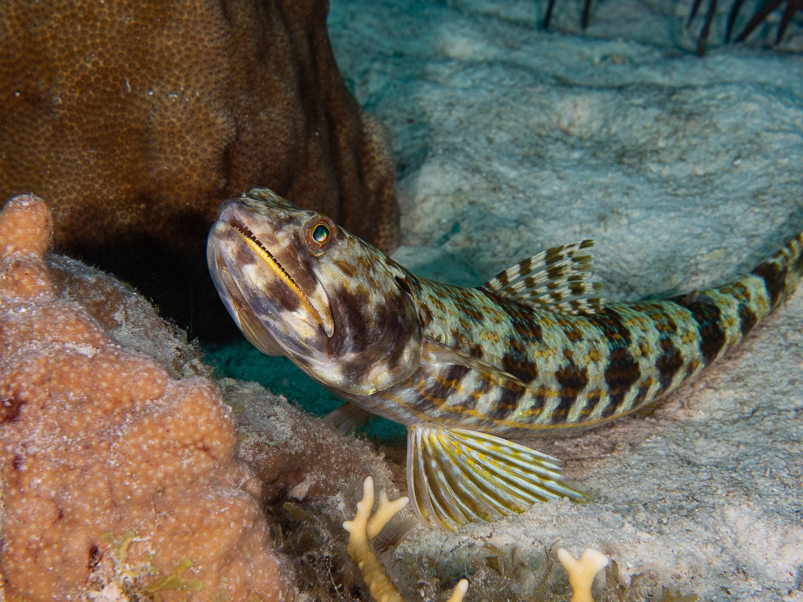 Sand Diver