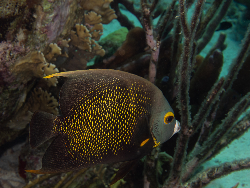 French Angelfish