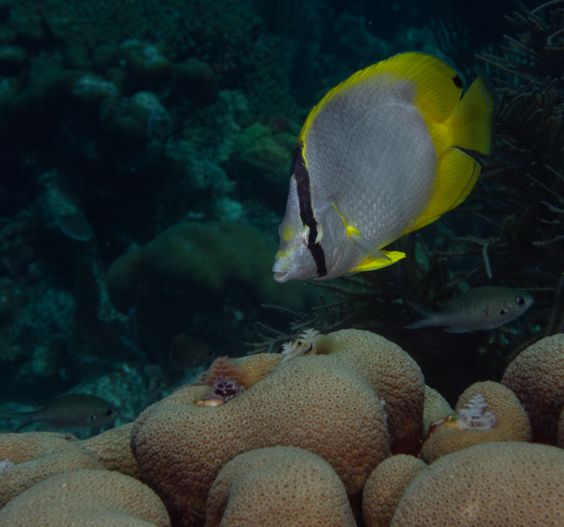 Spotfin Butterflyfish