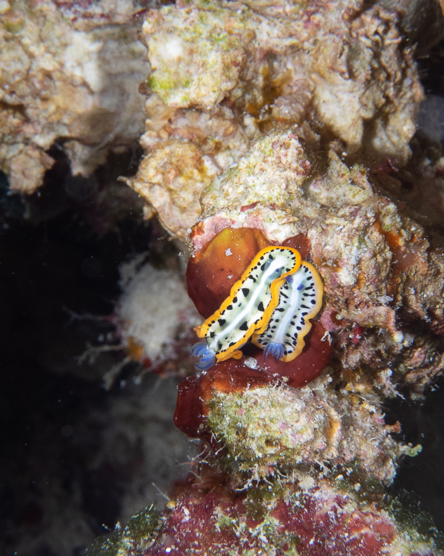 Purple-crowned Sea Goddess Nudibranch