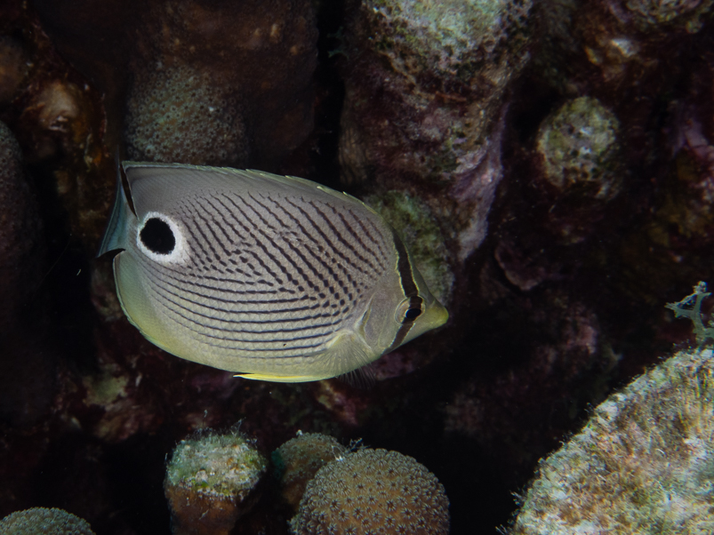 Foureye Butterflyfish