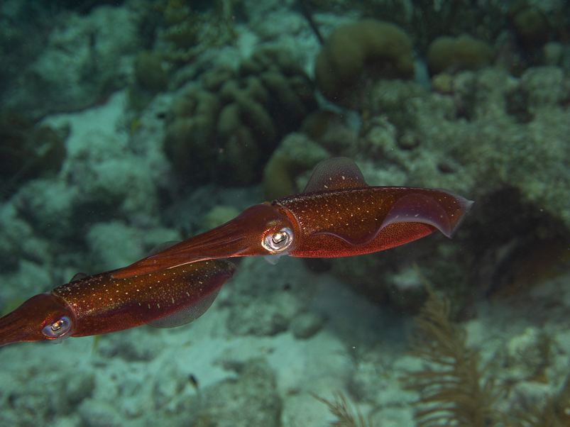 Caribbean Reef Squid