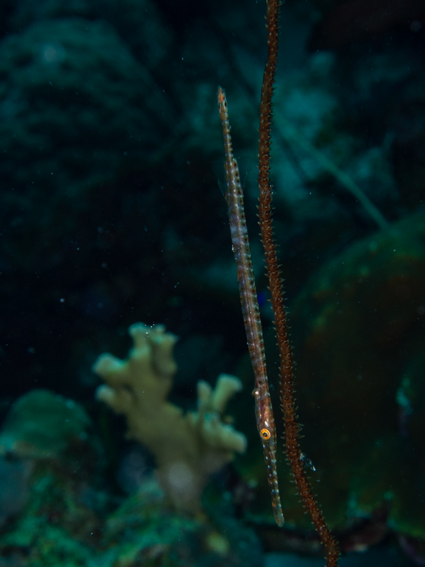 Trumpetfish