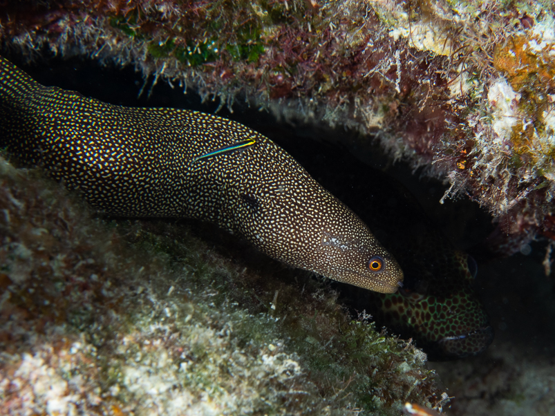 Goldentail Moray