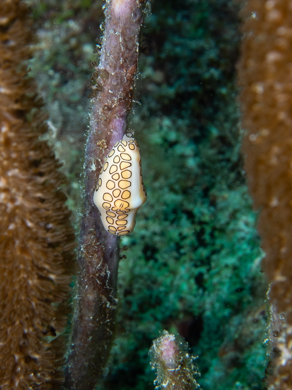 Flamingo Tongue Snail