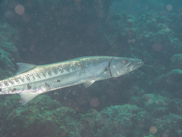 Great Barracuda