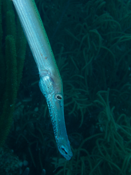 Trumpetfish