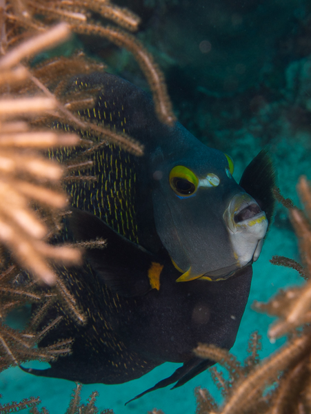 French Angelfish