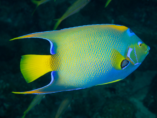 Queen Angelfish