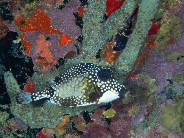 Smooth Trunkfish