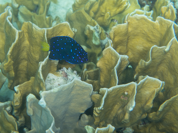 Yellowtail Damselfish