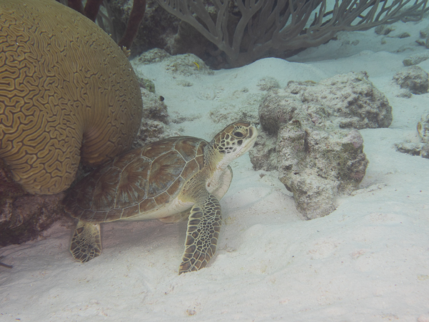 Hawksbill Turtle