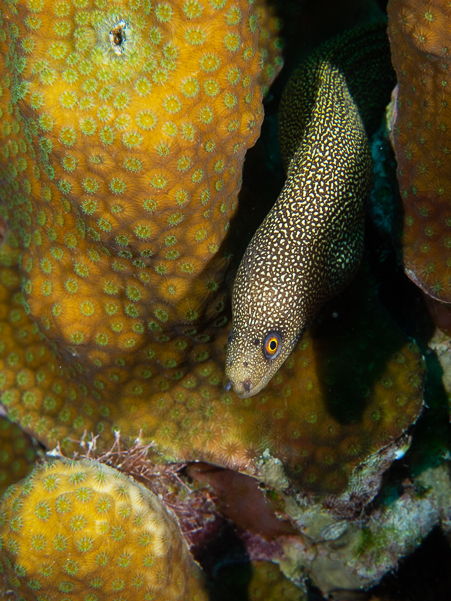 Goldentail Moray