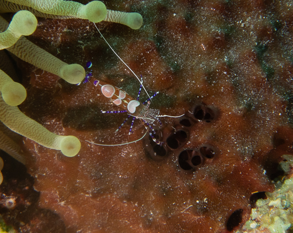 Spotted Cleaner Shrimp