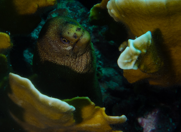 Goldentail Moray