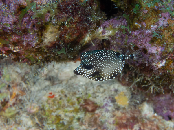 Smooth Trunkfish