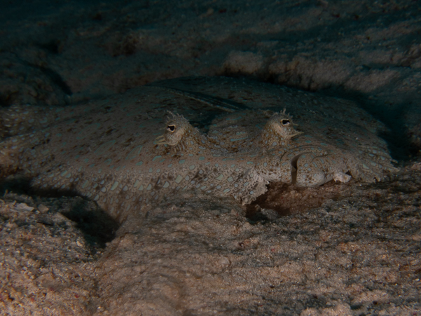 Peacock Flounder