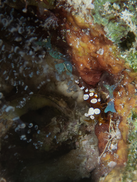 Squat Anemone Shrimp