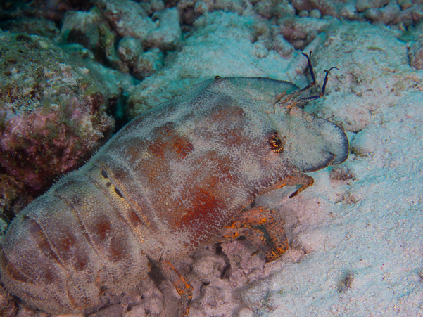 Spanish Slipper Lobster