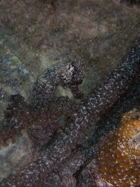 Longsnout Seahorse