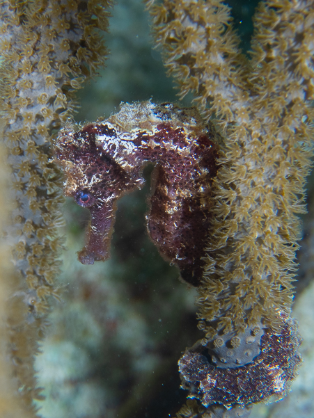 Longsnout Seahorse