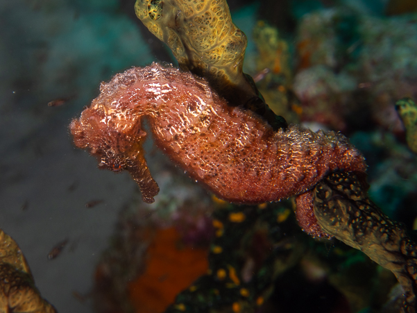 Longsnout Seahorse