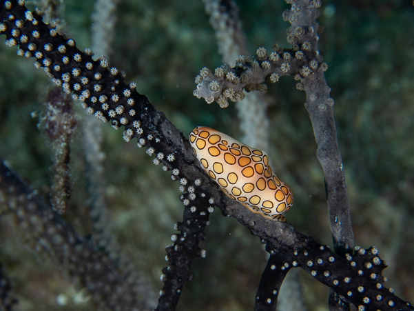 Flamingo Tongue Snail