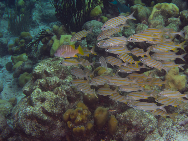 Schooling Fish