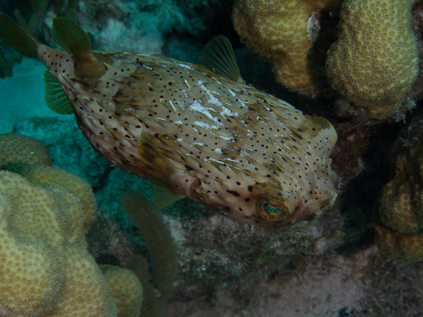 Balloonfish 