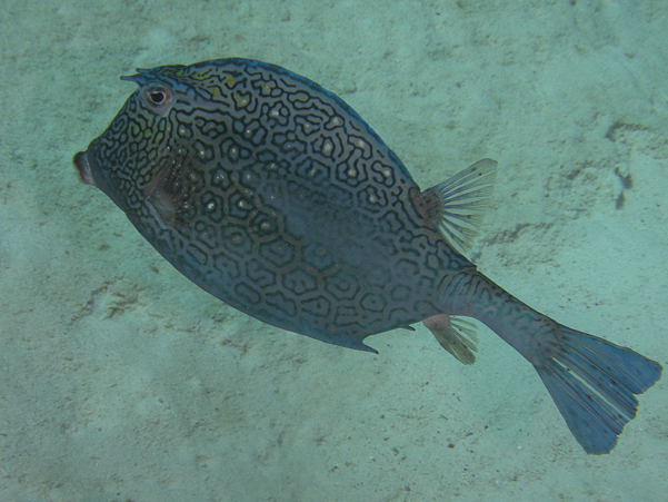 Honeycomb Cowfish