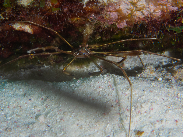 Yellowline Arrow Crab