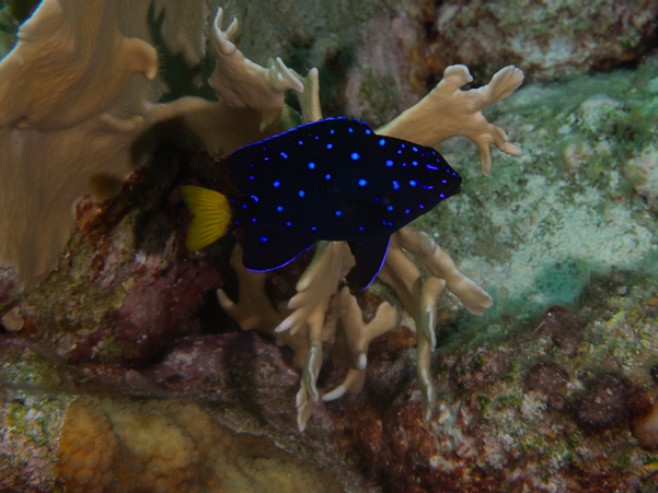 Yellowtail Damselfish