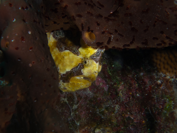 Longlure Frogfish