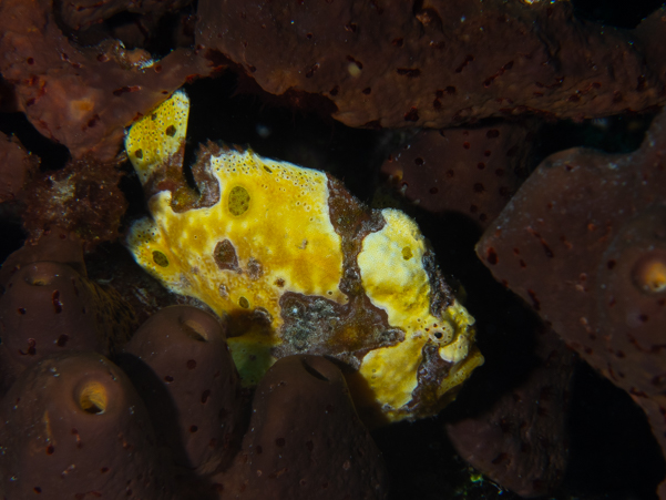 Longlure Frogfish