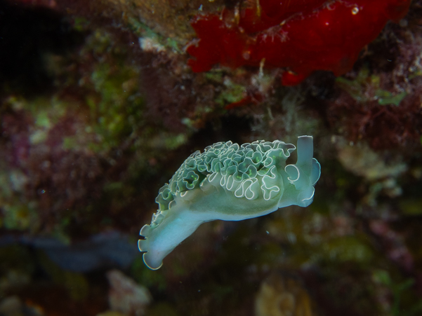 Lettuce Sea Slug