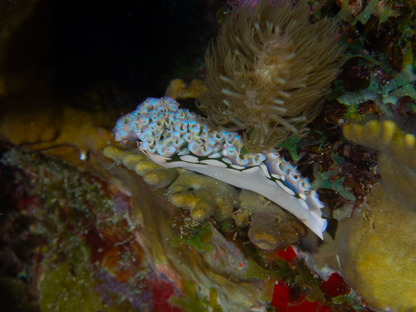 Lettuce Sea Slug