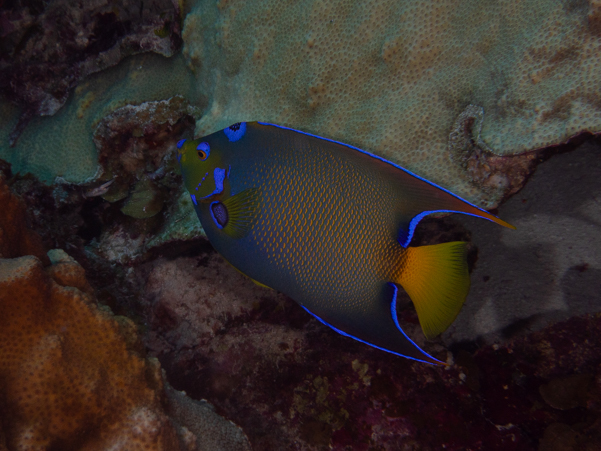 Queen Angelfish