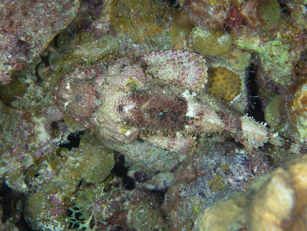 Reef Scorpionfish