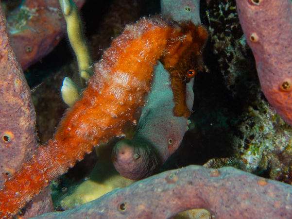 Longsnout Seahorse