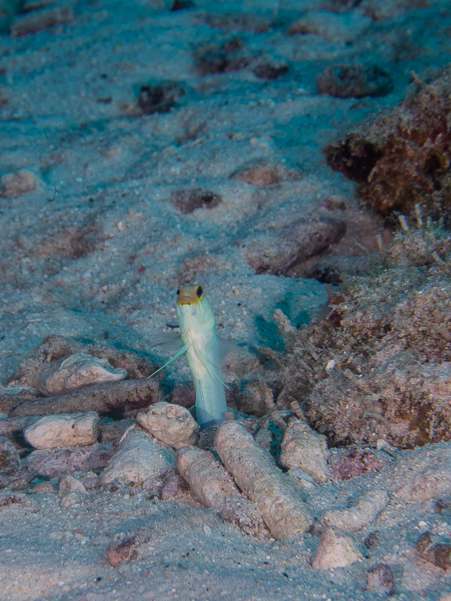 Yellowhead Jawfish