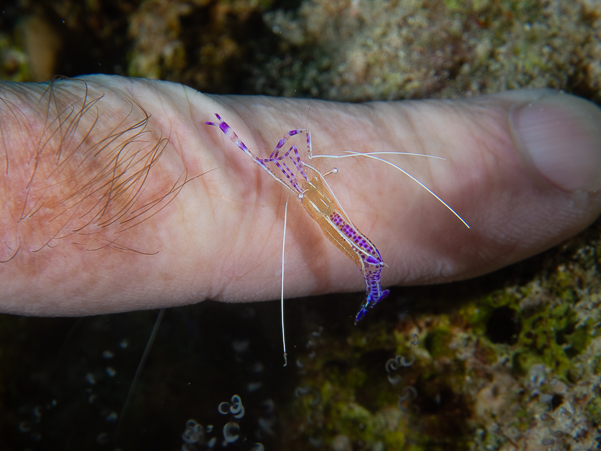 Pederson Cleaner Shrimp